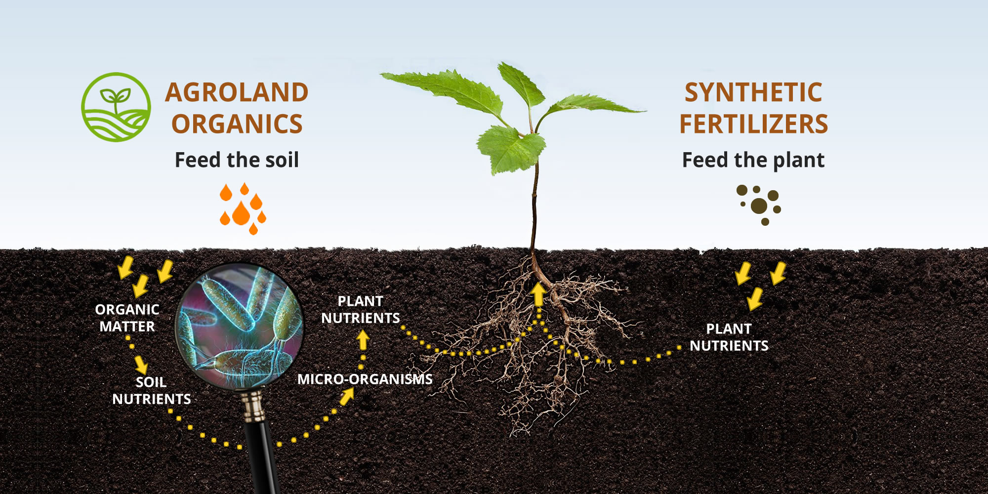 How do plants obtain phosphorus Idea